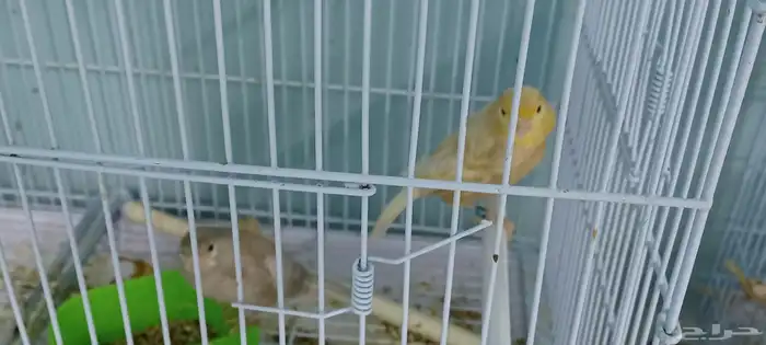 جوز كناري جاهز للأنتاج 0