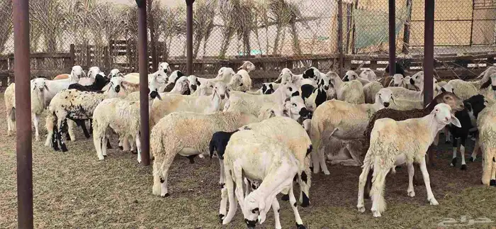 طليان سواكني تربيه 3 اشهر 0