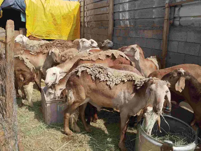 غنم سواكني تربيه وزن 70 كيلو 22 راس للبيع خميس مشيط 2