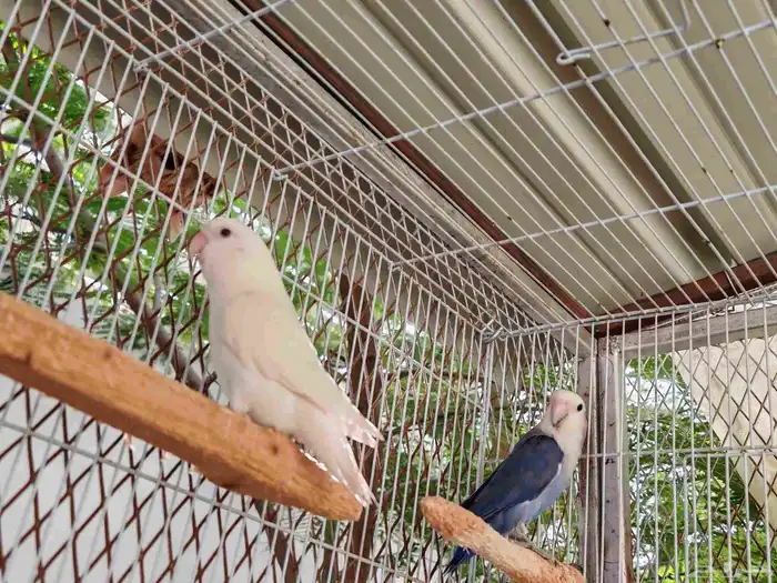 زوج روز للبيع. 2