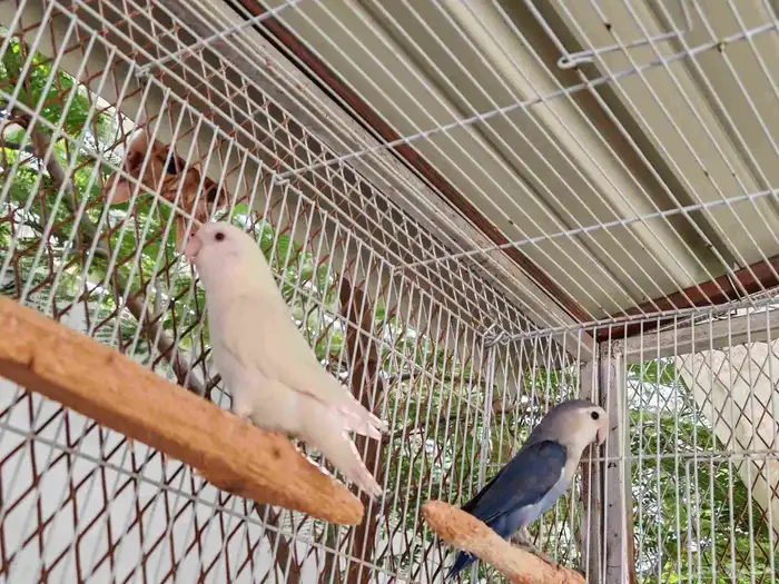 زوج روز للبيع. 1