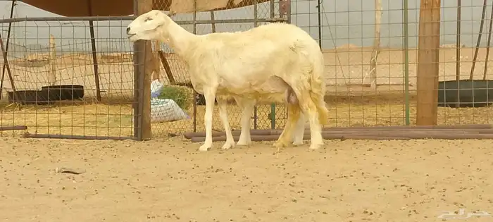 نعجه حريه خلفه طيبه لي البيع 1