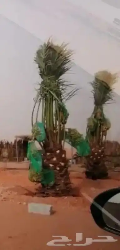 نخيل للبيع 8