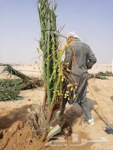 نخل للبيع سكري صقعي واشنطني نخيل مجدول سري صفاوي هلالي غر 1