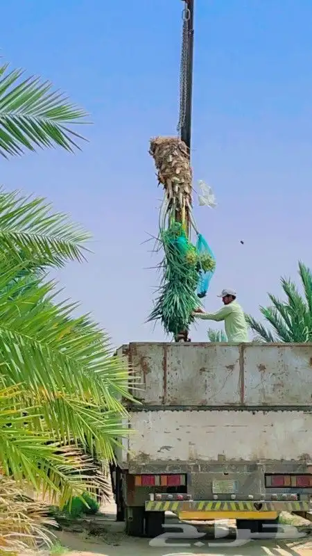 نخل للبيع سكري صقعي واشنطني نخيل مجدول سري صفاوي هلالي غر 10
