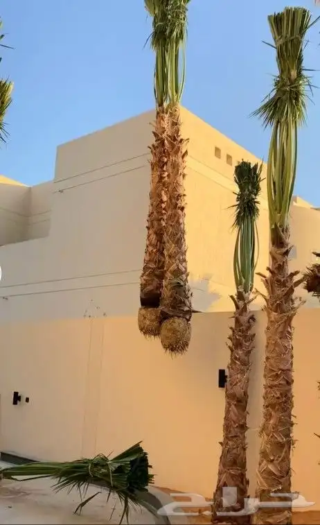 نخل للبيع سكري صقعي واشنطني نخيل مجدول سري صفاوي هلالي غر 6