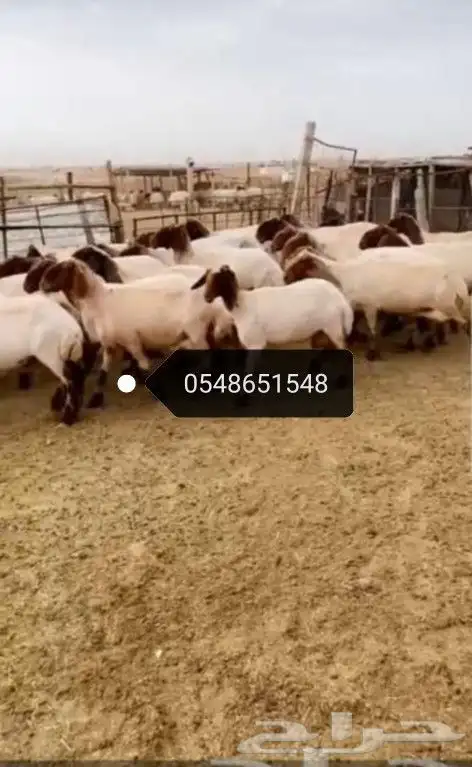 حلاقة اغنام ماكينة كهرباء 0