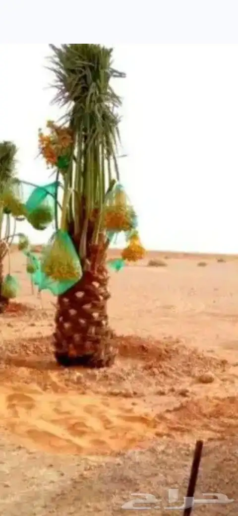 نخيل للبيع 9