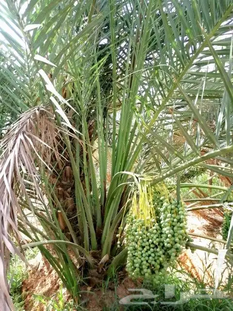نخل للبيع سكري صقعي واشنطني نخيل مجدول سري صفاوي هلالي غر 9