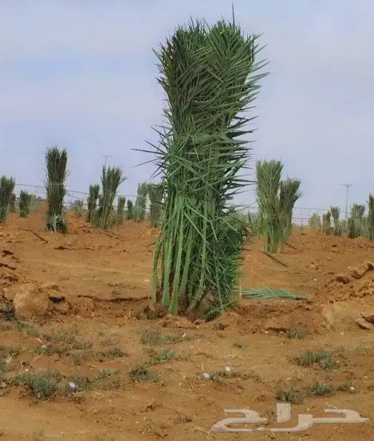نخل للبيع سكري صقعي واشنطني نخيل مجدول سري صفاوي هلالي غر 5