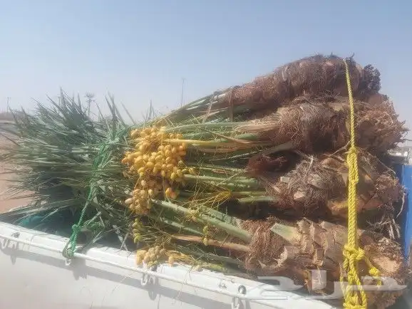 يوجد لدينا خلاص سكري درجه اولا 0