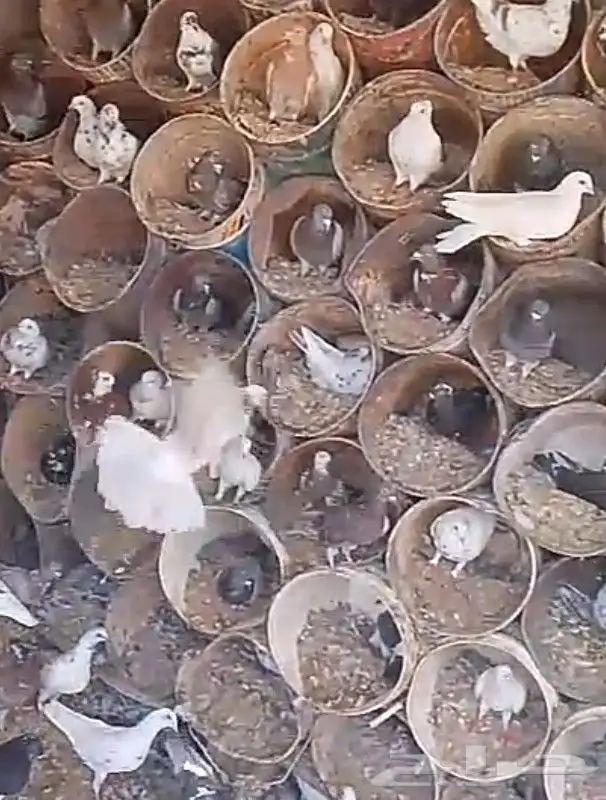 حمام زاجل وفرنسي متوالف وشرط انتاج 1