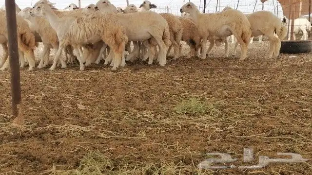 رخال حريات حرش 4
