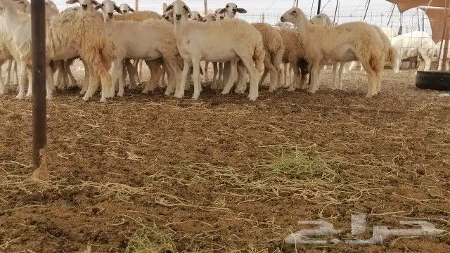 رخال حريات حرش 0