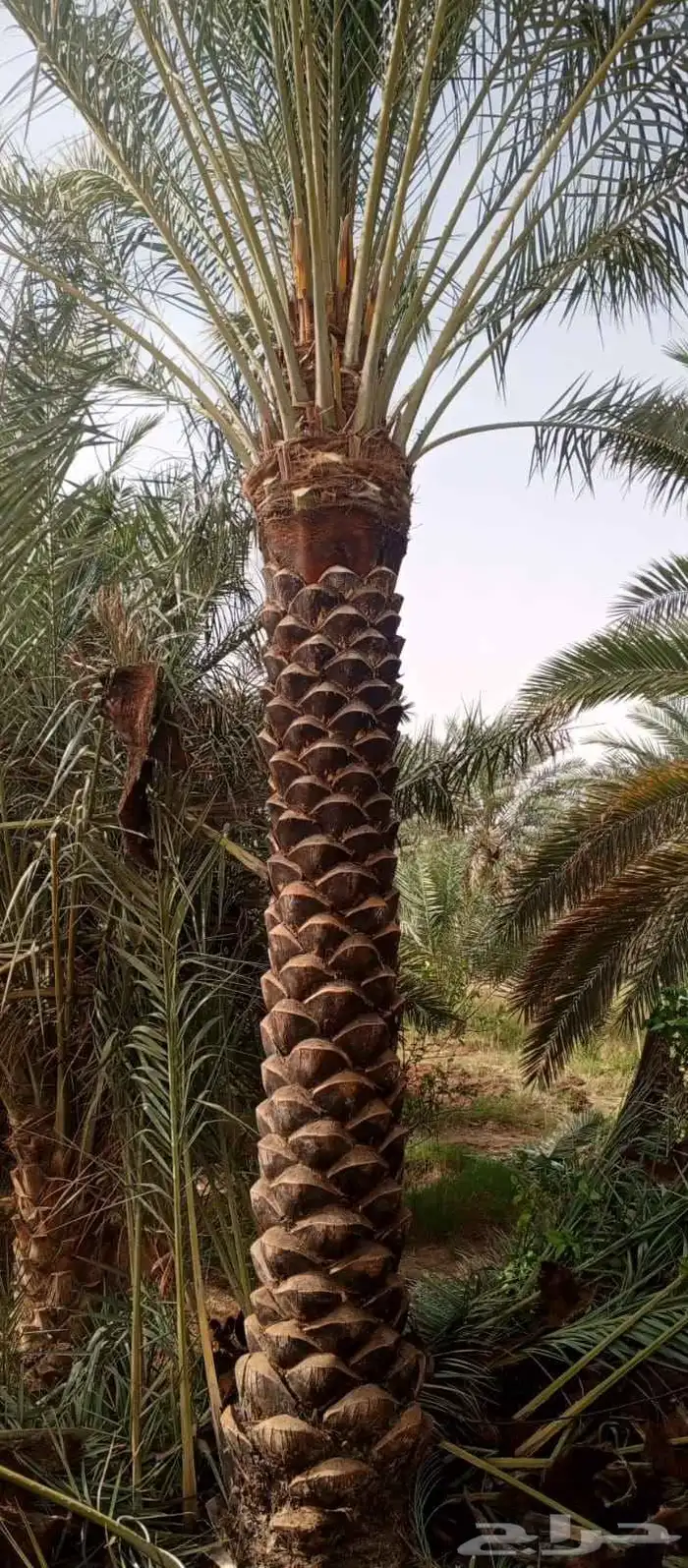 نخيل أشجار زيتون نخل زينه شنطونئ 1