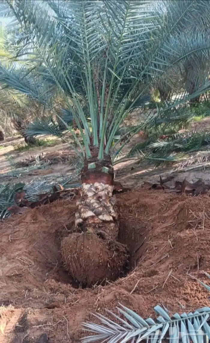 نخل نقايل للبيع 2