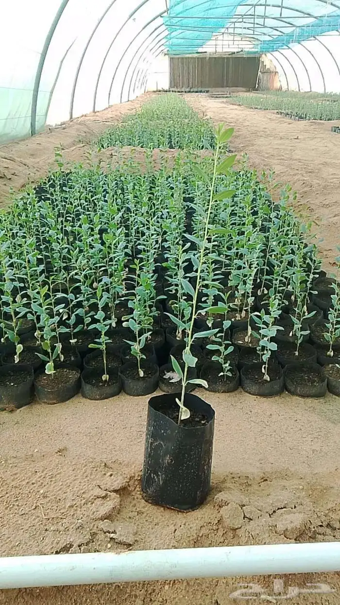 نزرع لك الجمال بكل فناء 1