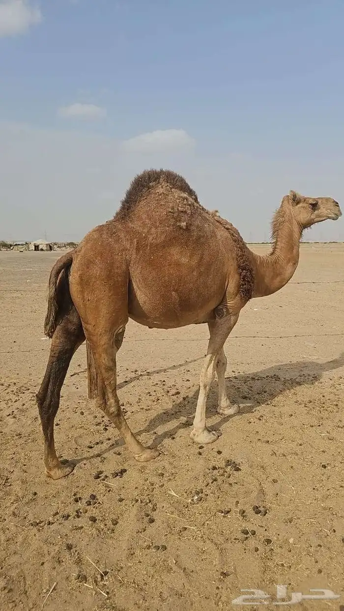 ناقه للبيع 7