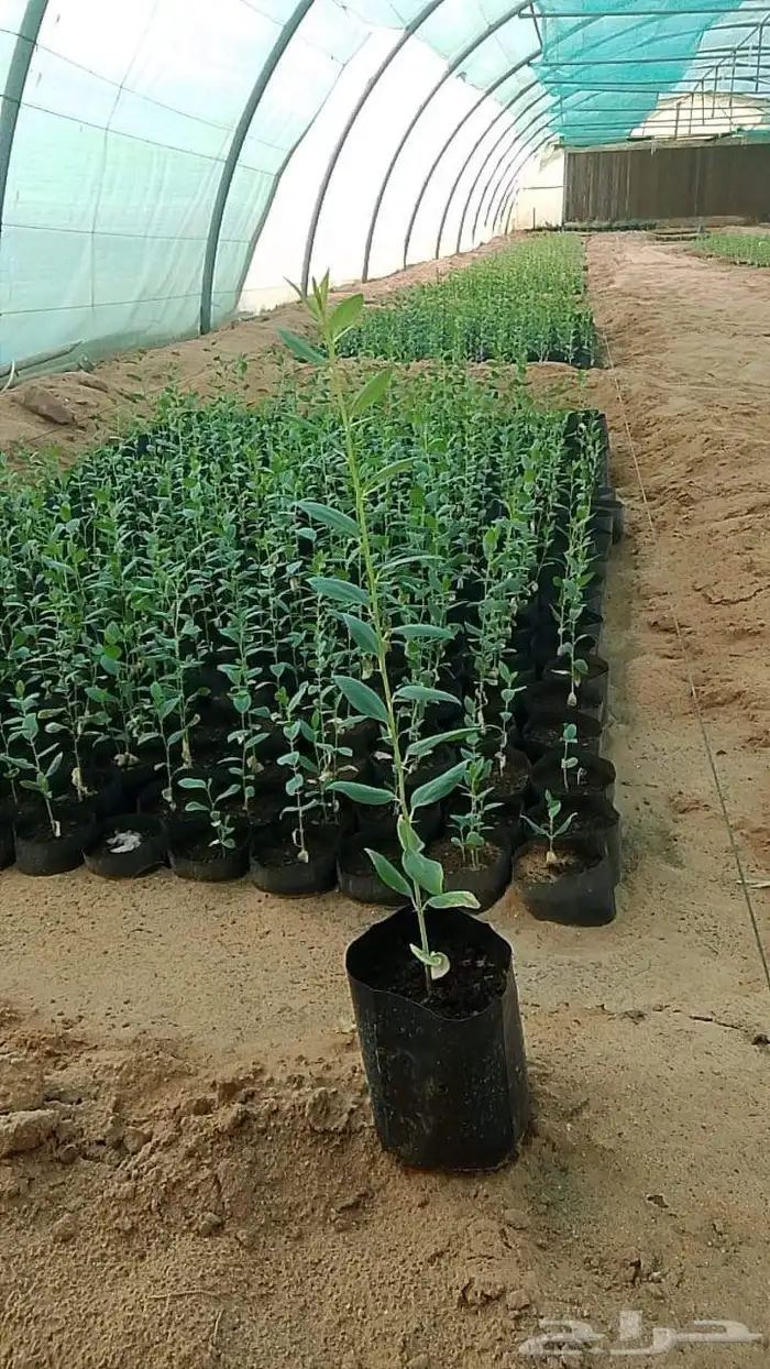نزرع لك الجمال بكل فناء 0