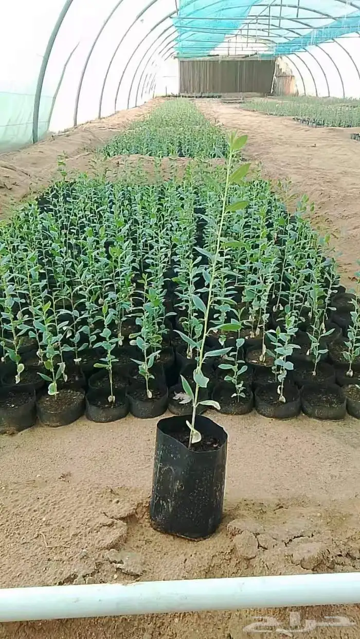 نزرع لك الجمال بكل فناء 2