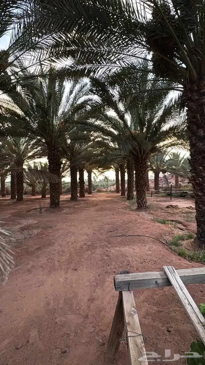 سلام عليكم ورحمة الله وبركاته يوجد لدينا جميع انواع الأشجار 8