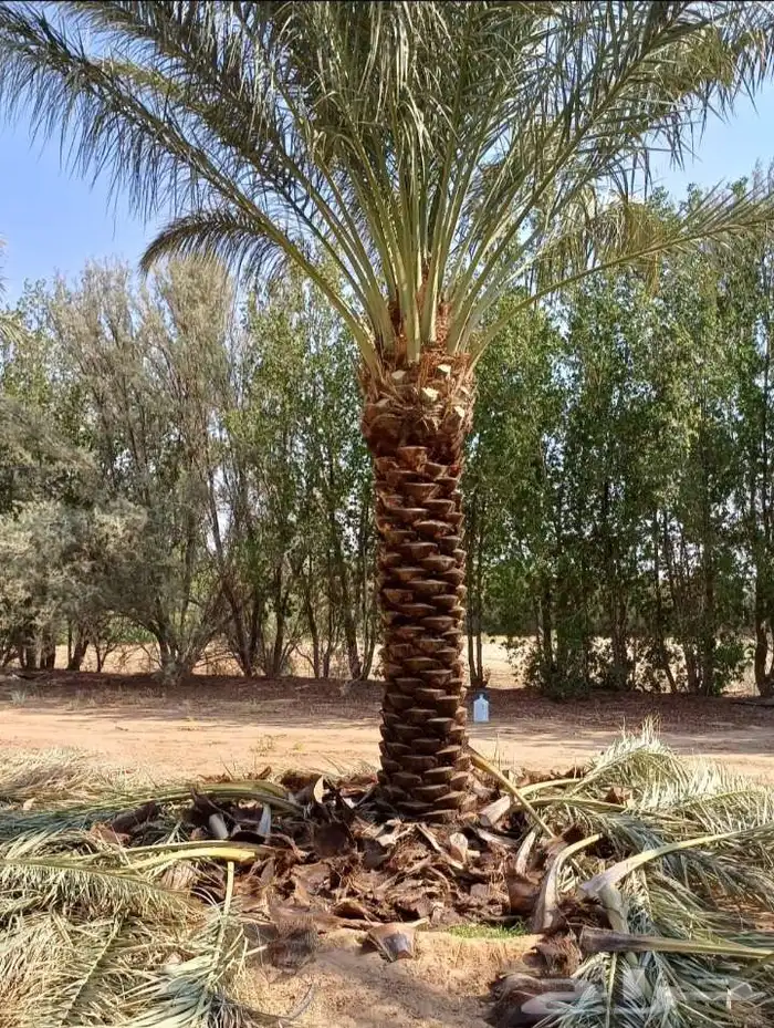 نخل نقايل للبيع 0