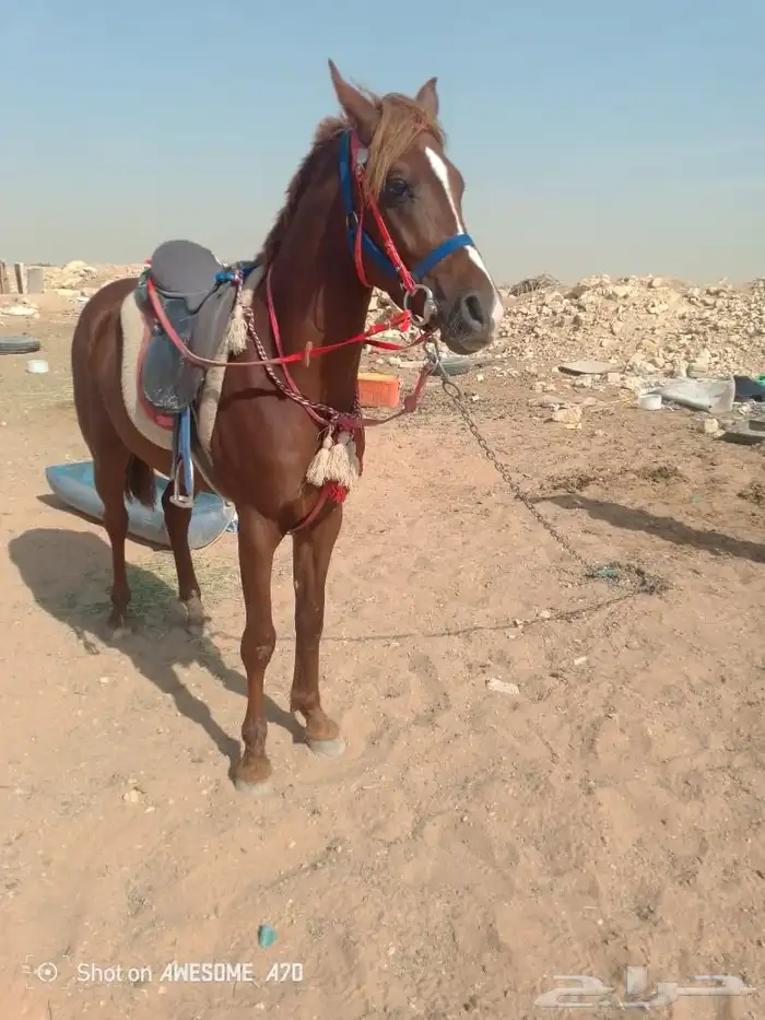 يوجد لدينا اجار جمال قلايص ركبي وخيول وسيسي اتصل نصل 3