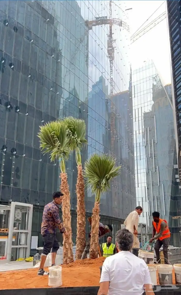 نخل نخيل واشنطن وتنفيذ الحدائق 6