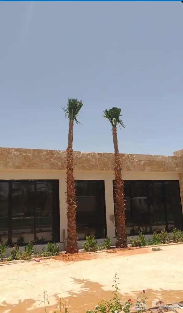 نخل نخيل واشنطن وتنفيذ الحدائق 3