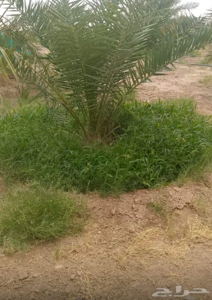 نخل للبيع طالع من القصيم بتجاه حائل 2