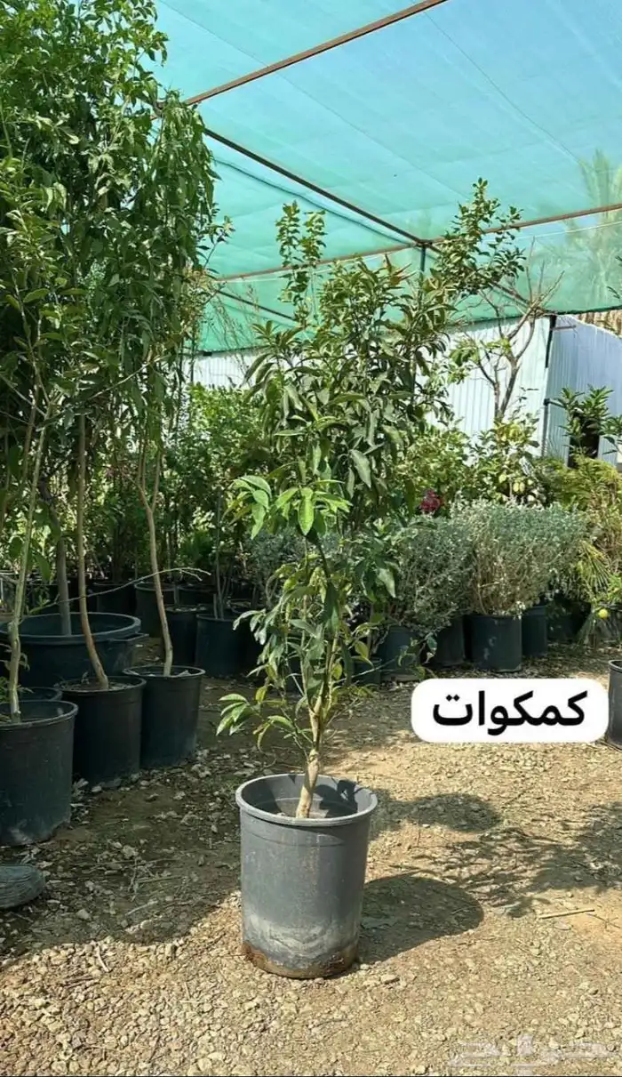 مشتل زراعي 5