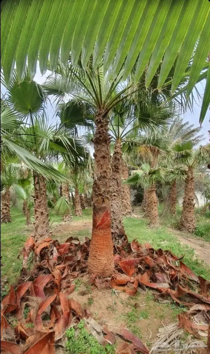 نخل نخيل واشنطن وتنفيذ الحدائق 7