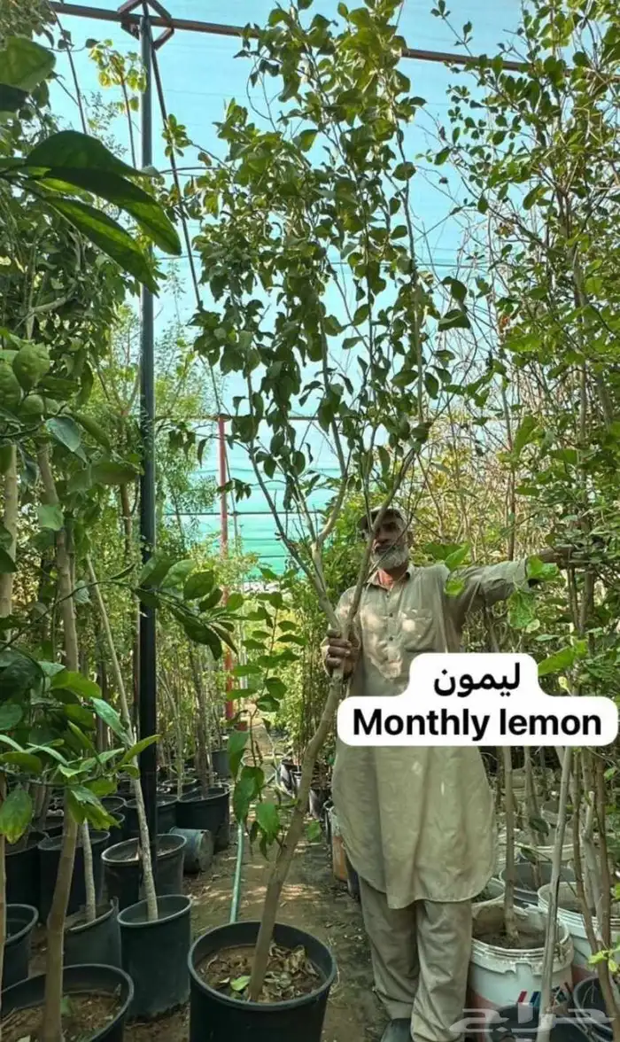 مشتل زراعي 8