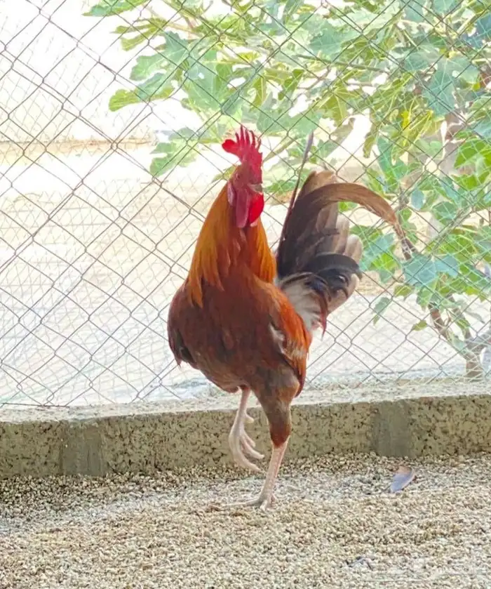 دجاج بلدي 3
