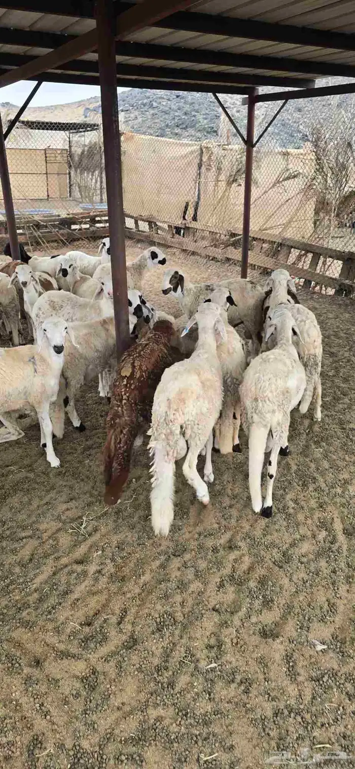 طليان سواكني تربيه 3 اشهر 1