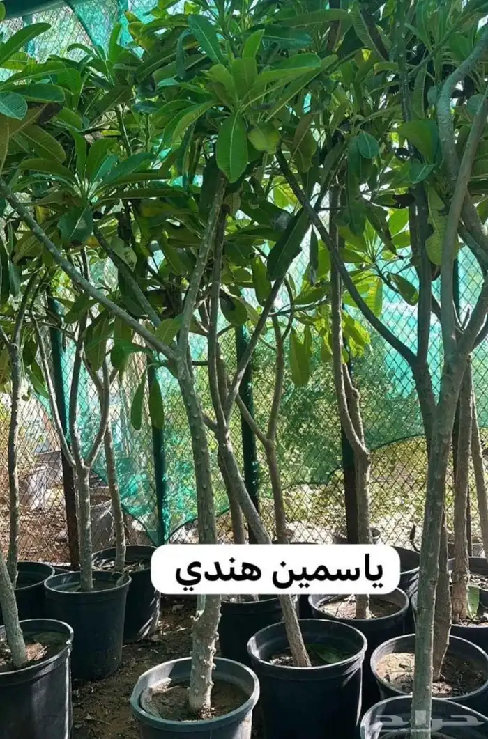 مشتل زراعي 7