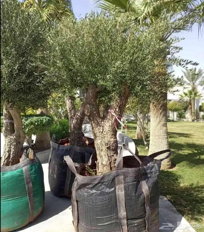 يوجدلديناجميع الشجار 0