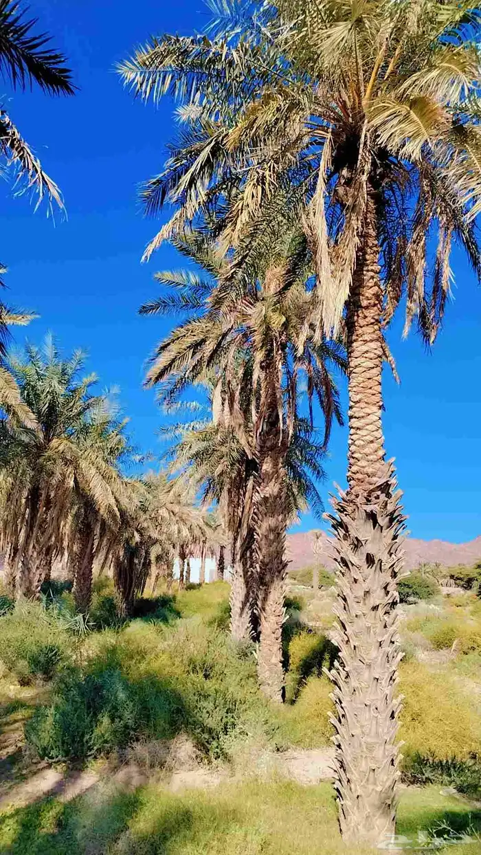 نخيل ( مجانيه) طويله تصلح للمنتجعات والزينه والكفيهات 3