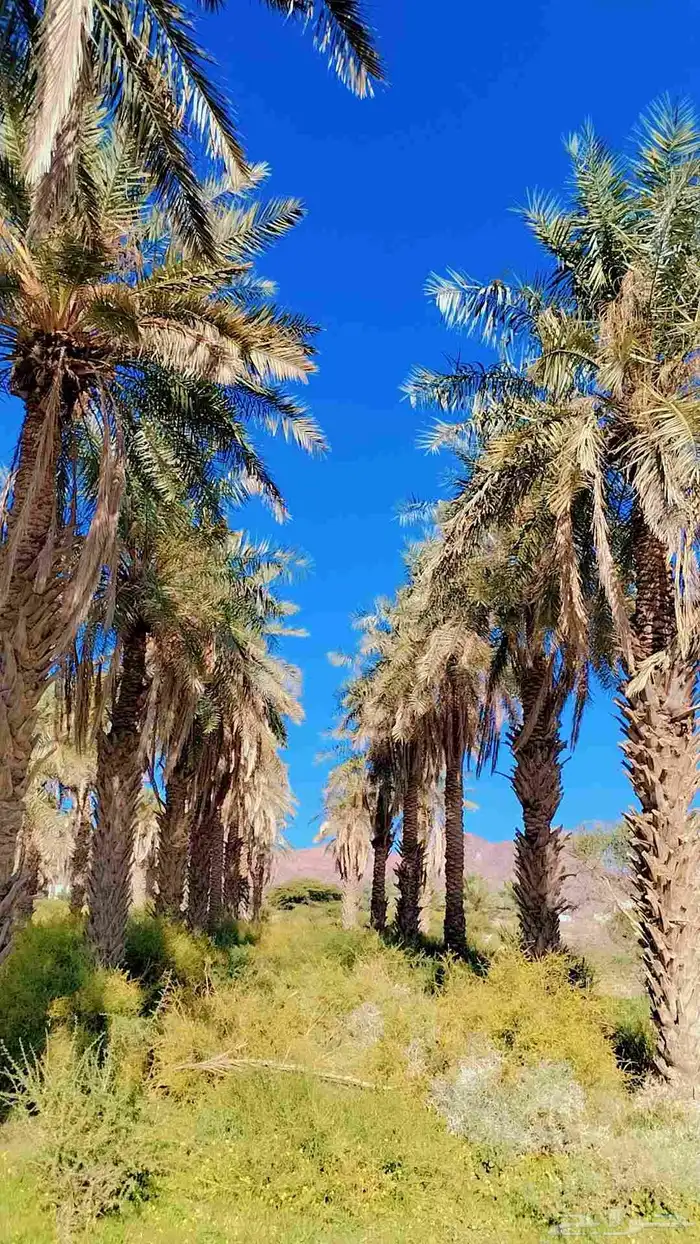 نخيل ( مجانيه) طويله تصلح للمنتجعات والزينه والكفيهات 2