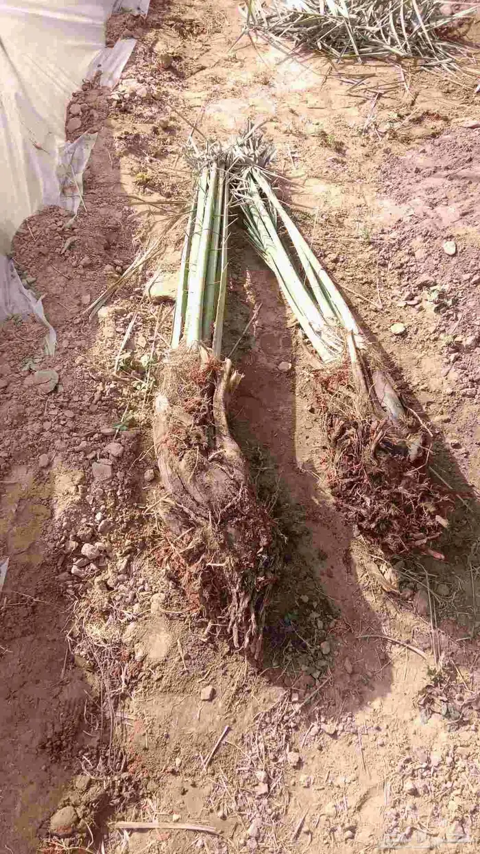 ابوحسن شغل نخل تكريب تنظيف قلع غرايس ويوجد غرايس بياض 1