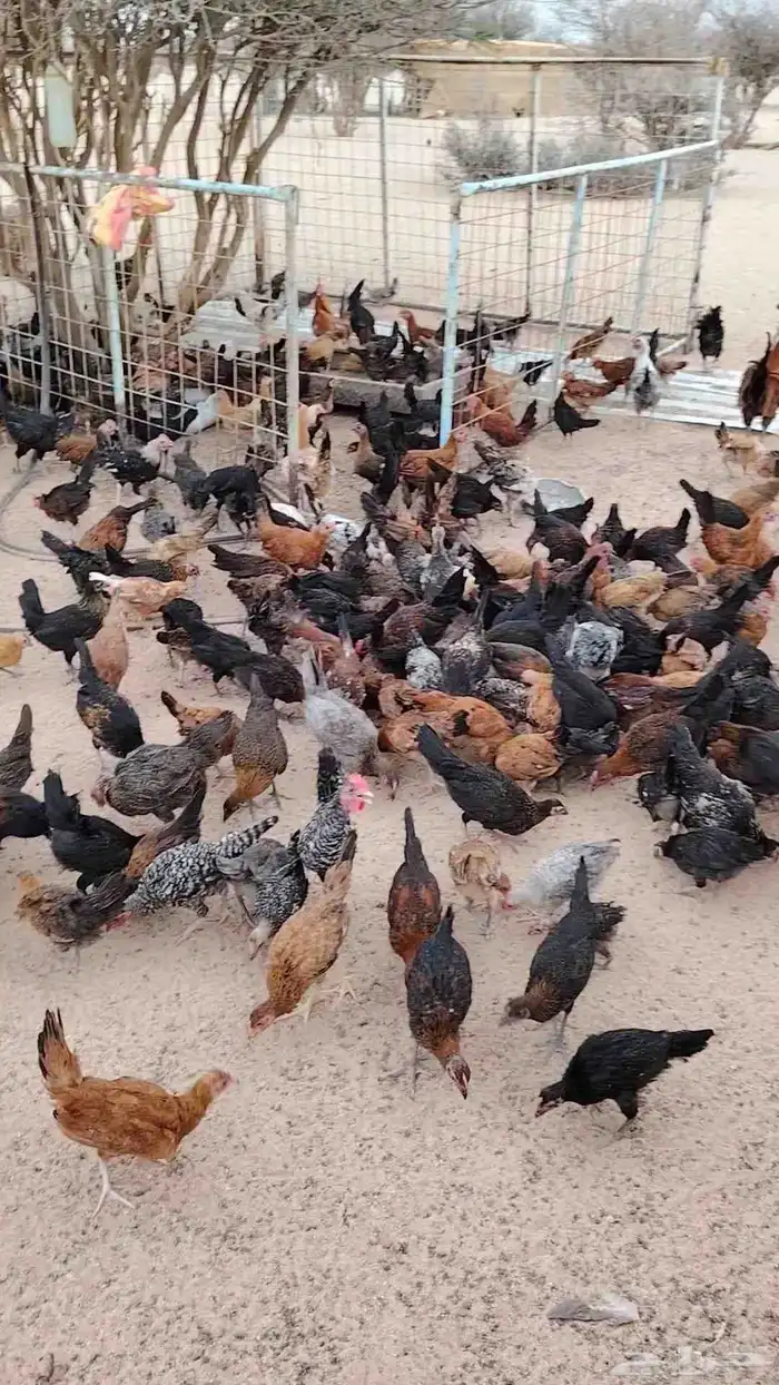 دجاج بلدي 400 حبه العمر 4 اشهر الموقع العطيف حط الساسكو 1