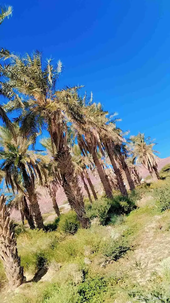 نخيل ( مجانيه) طويله تصلح للمنتجعات والزينه والكفيهات 0