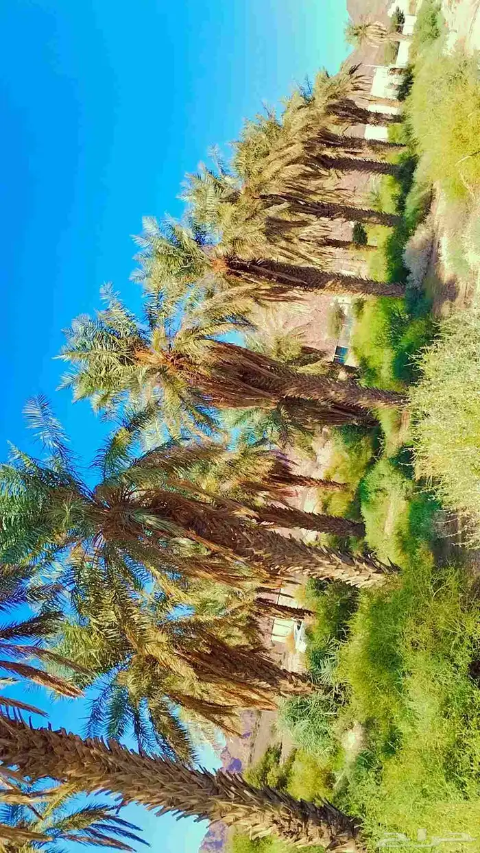 نخيل ( مجانيه) طويله تصلح للمنتجعات والزينه والكفيهات 7