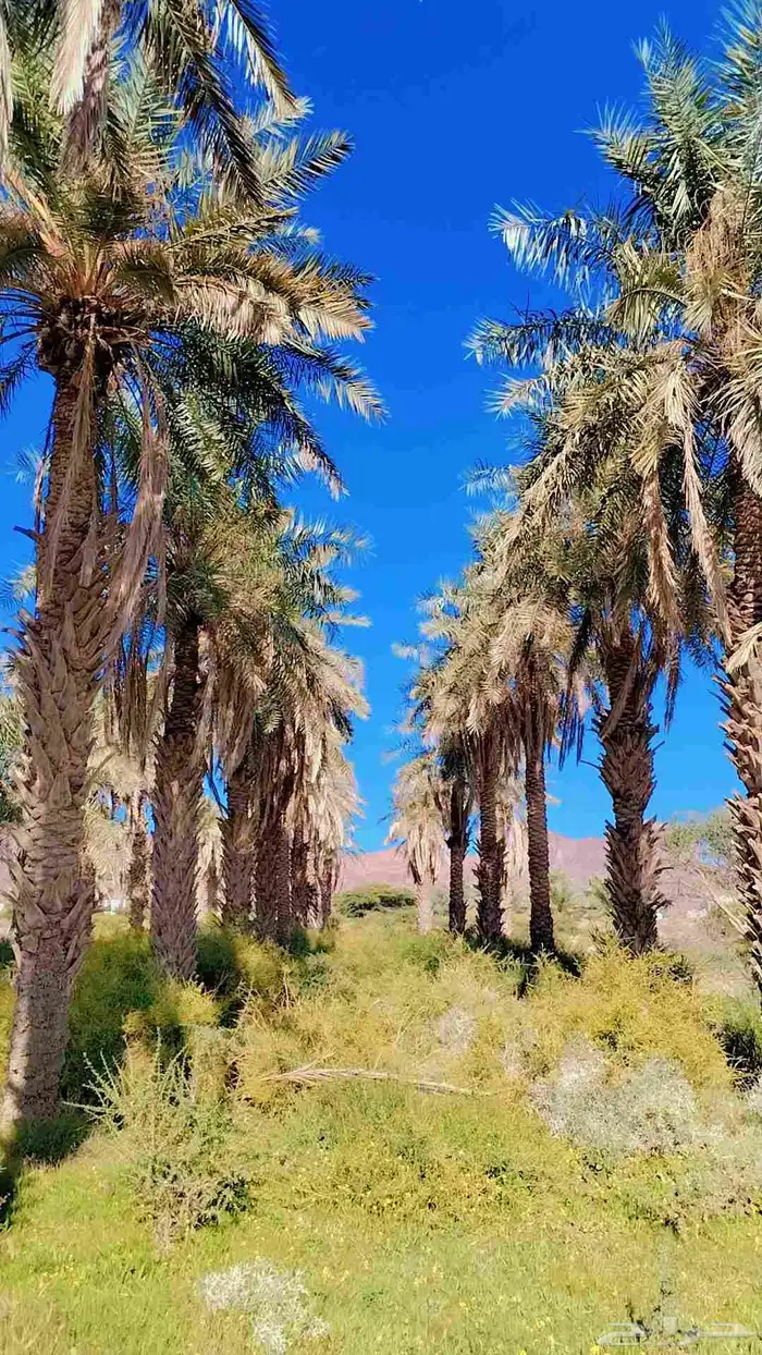 نخيل ( مجانيه) طويله تصلح للمنتجعات والزينه والكفيهات 5