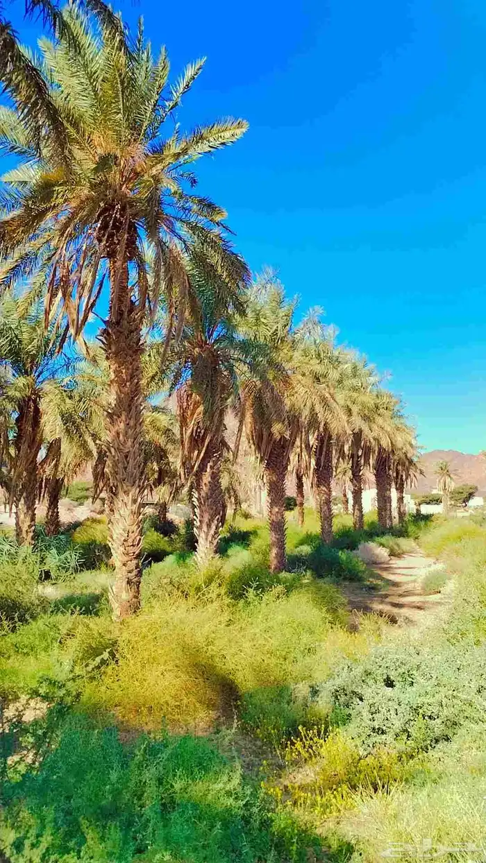 نخيل ( مجانيه) طويله تصلح للمنتجعات والزينه والكفيهات 8