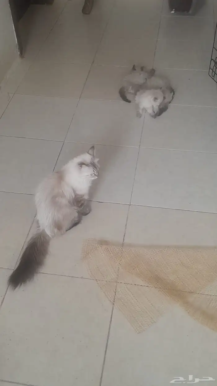 قطط 0