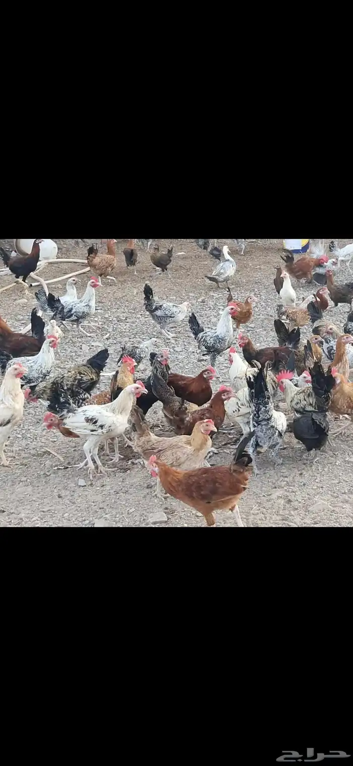 دجاج فيومي - وبلدي 9