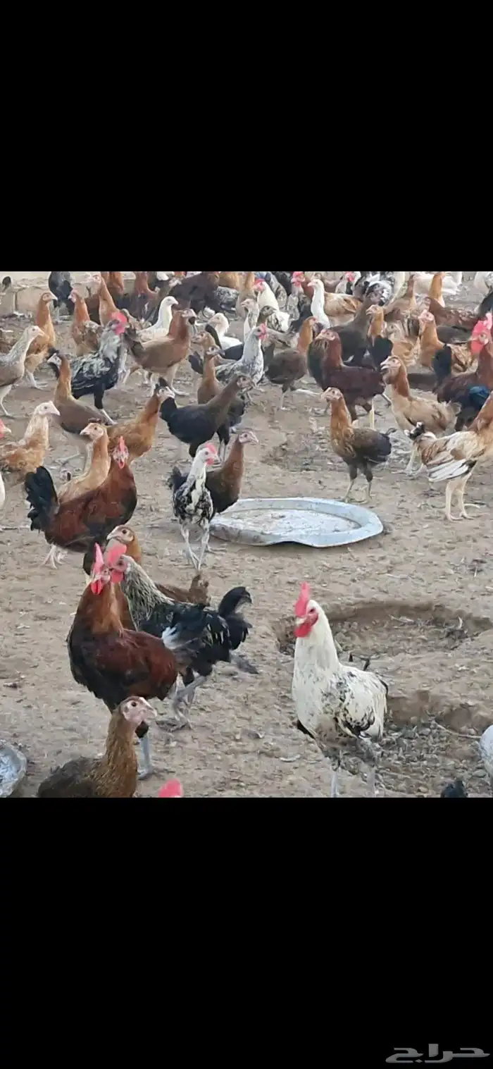 دجاج فيومي - وبلدي 10