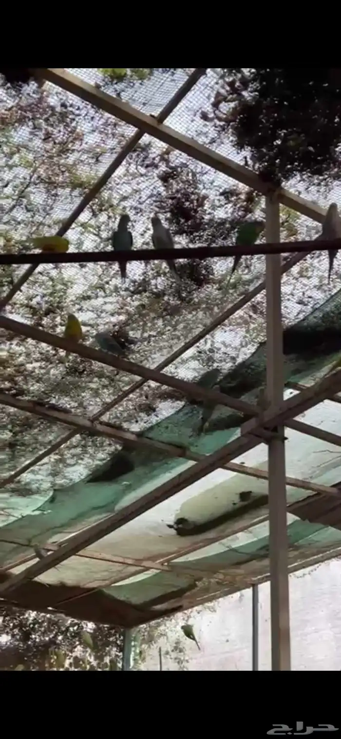 مطير طيور بادجي للبيع.. 2