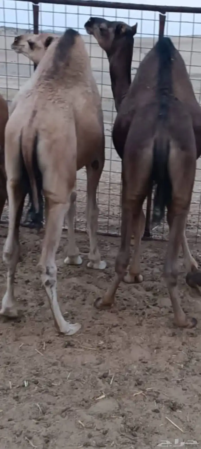 ثلاثه قعدان فل شحم علف نظيف شعير وبرسيم فقط العمر 9اشهر 0